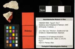 Foto (Objekt + Etiketten) von Distefania calva (Schweitzer & Feldmann, 2009) 